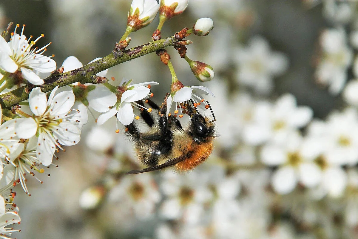 Hummel sammelt Nektar in Obstblüten
