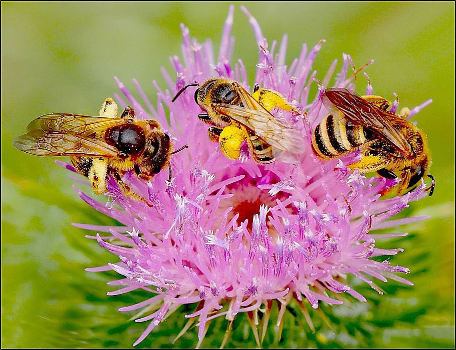 Bienen auf einer Blüte