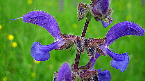 Wiesensalbei