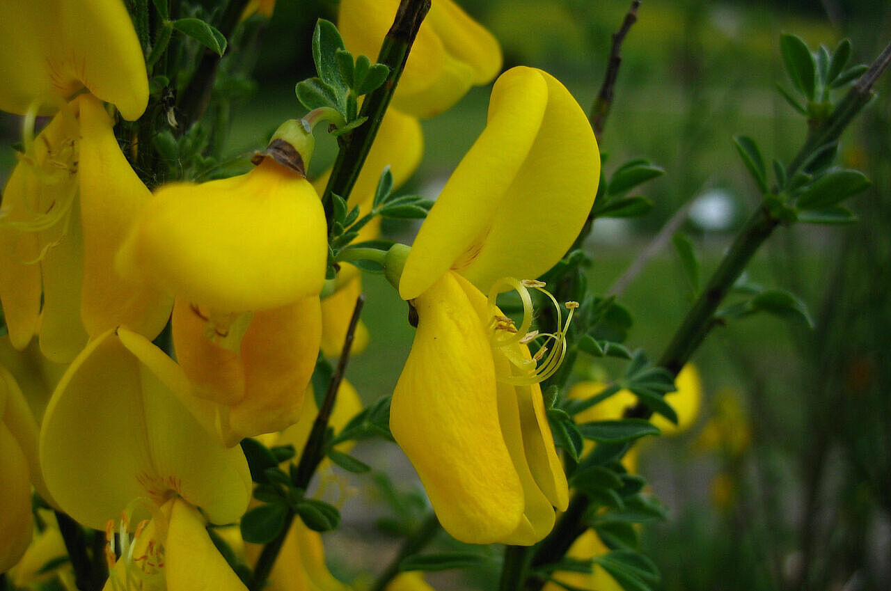 Fahnenblume: Besenginster (Sarothamnus scoparius)