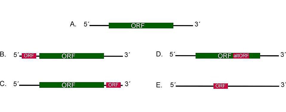Genes for small proteins Small Proteins can be encoded in 5´ or 3´ UTR regions, in alternative frames of an existing ORF or in a noncoding RNA. Different examples for this are shown. A. Example for a conventional mRNA containing an open reading frame with additional 5´ and 3´ UTR sequences. B. An ORF for a small protein (shown in red) can be located in the 5´ UTR of an mRNA or in the 3´ UTR of an mRNA (C.). D. An alternative frame (altORF) overlapping with an existing ORF can likewise encode a small protein. E. A noncoding RNA can have a dual function: it can act as regulatory RNA but it can additionally function as an mRNA coding for a small protein.