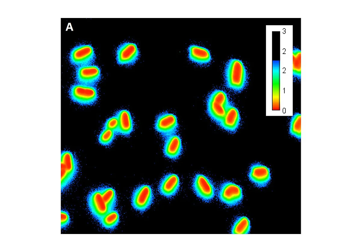 Fluoreszierende Sensorbakterien