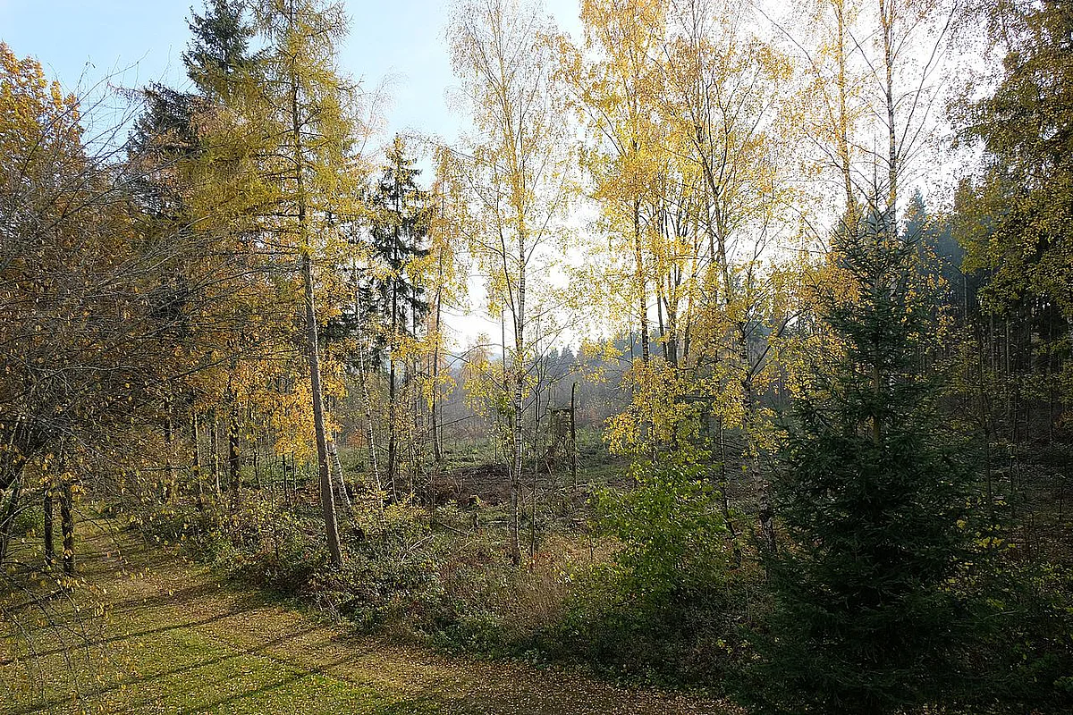 Wood