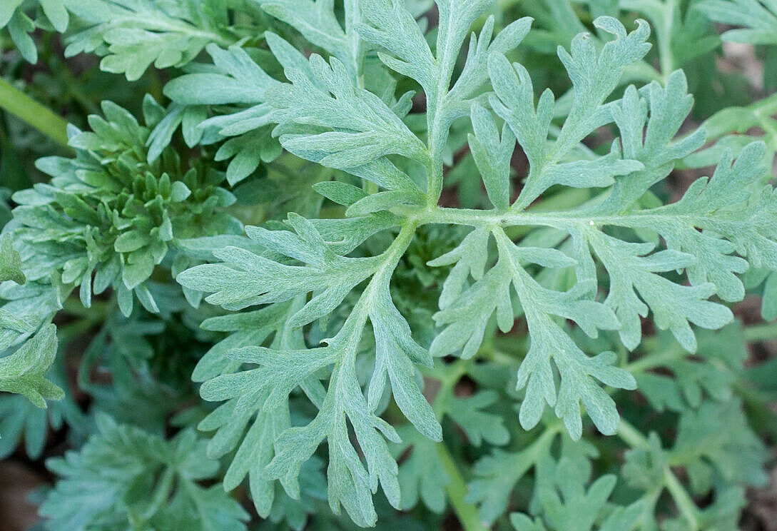 Wermut - Artemisia absinthium