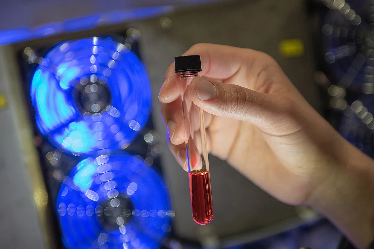 Test tubes containing a light-sensitive substance