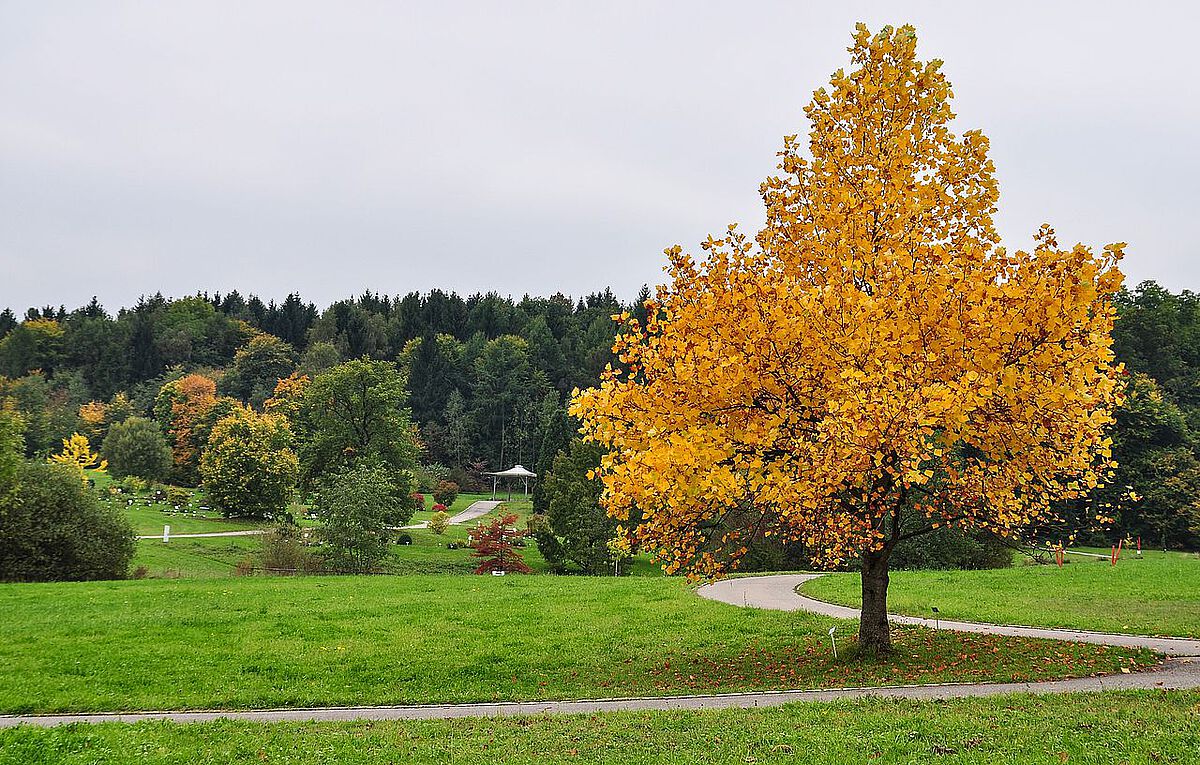 Baum mit gelben Blättern auf Wiese