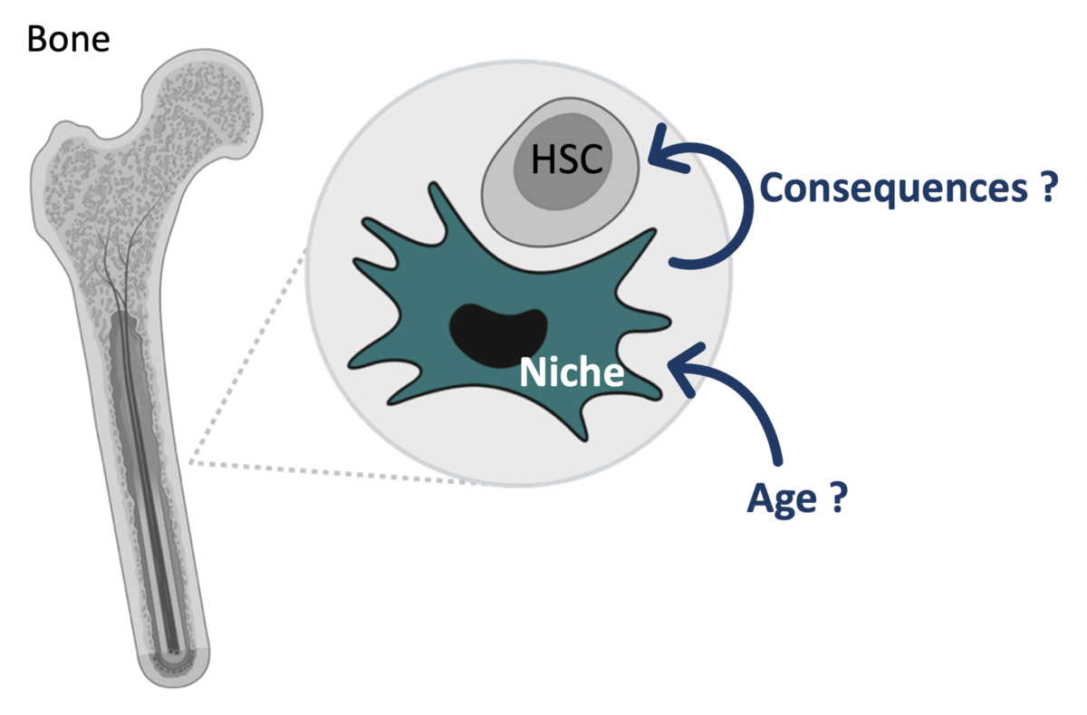 Illustration of the ageing of blood stem cells