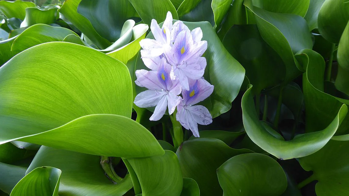 Dickstielige Wasserhyazinthe (Eichhornia crassipes) 