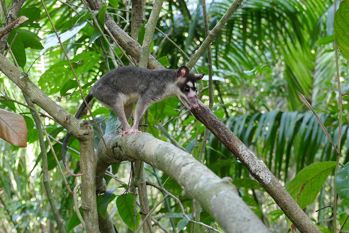 Ein Oppossum auf einem dicken Ast, im hintergrund tropische Bäume