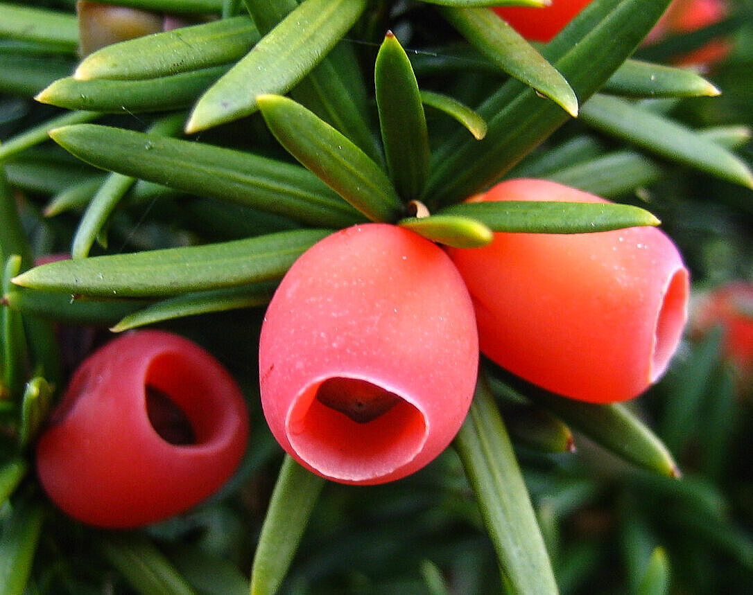 Eibe - Taxus baccata Eibe - Taxus baccata