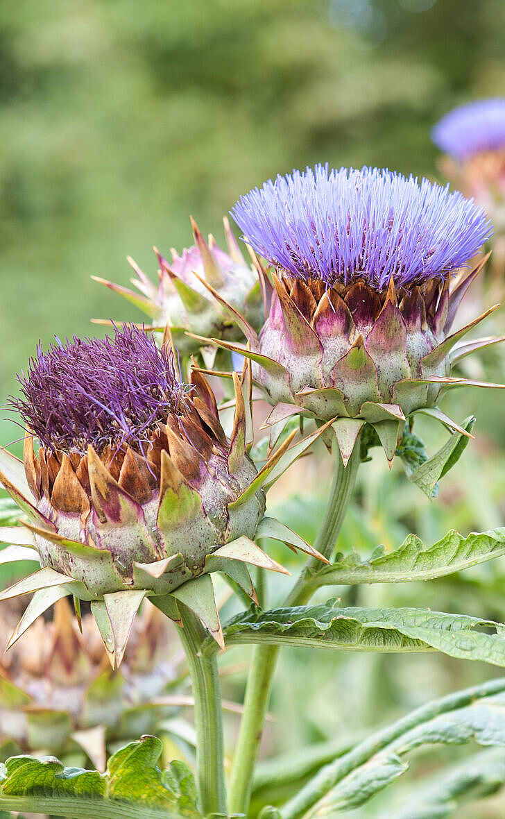 Artischocke - Cynara scolymus Artischocke - Cynara scolymus