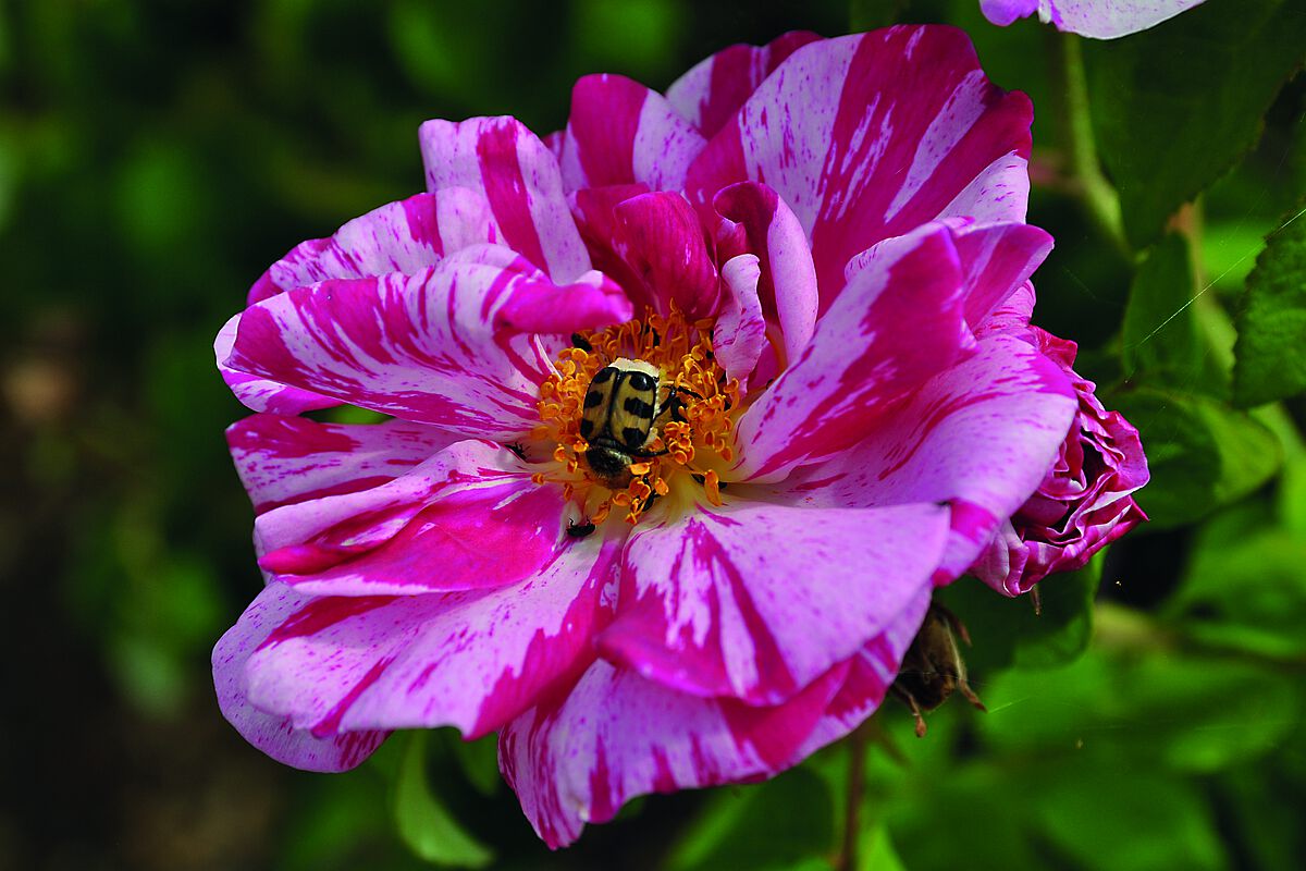 Rosenblüte auf der ein Insekt sitzt