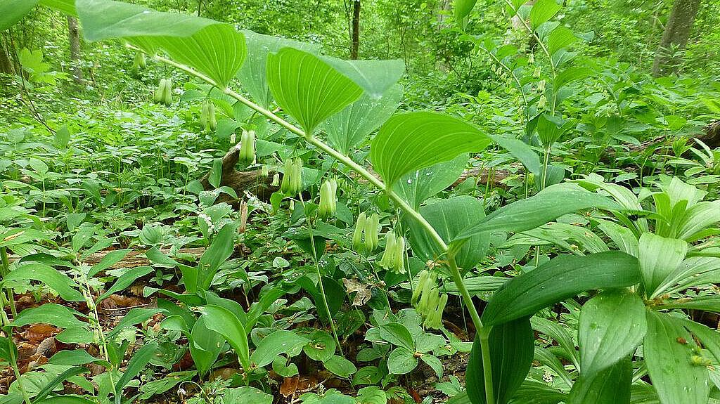 Salomonsiegel (Polygonatum multiflorum)