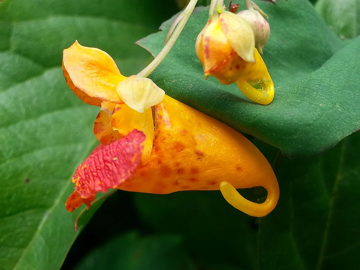 Die gelborangene Blüte des Springkrauts Impatiens capensis