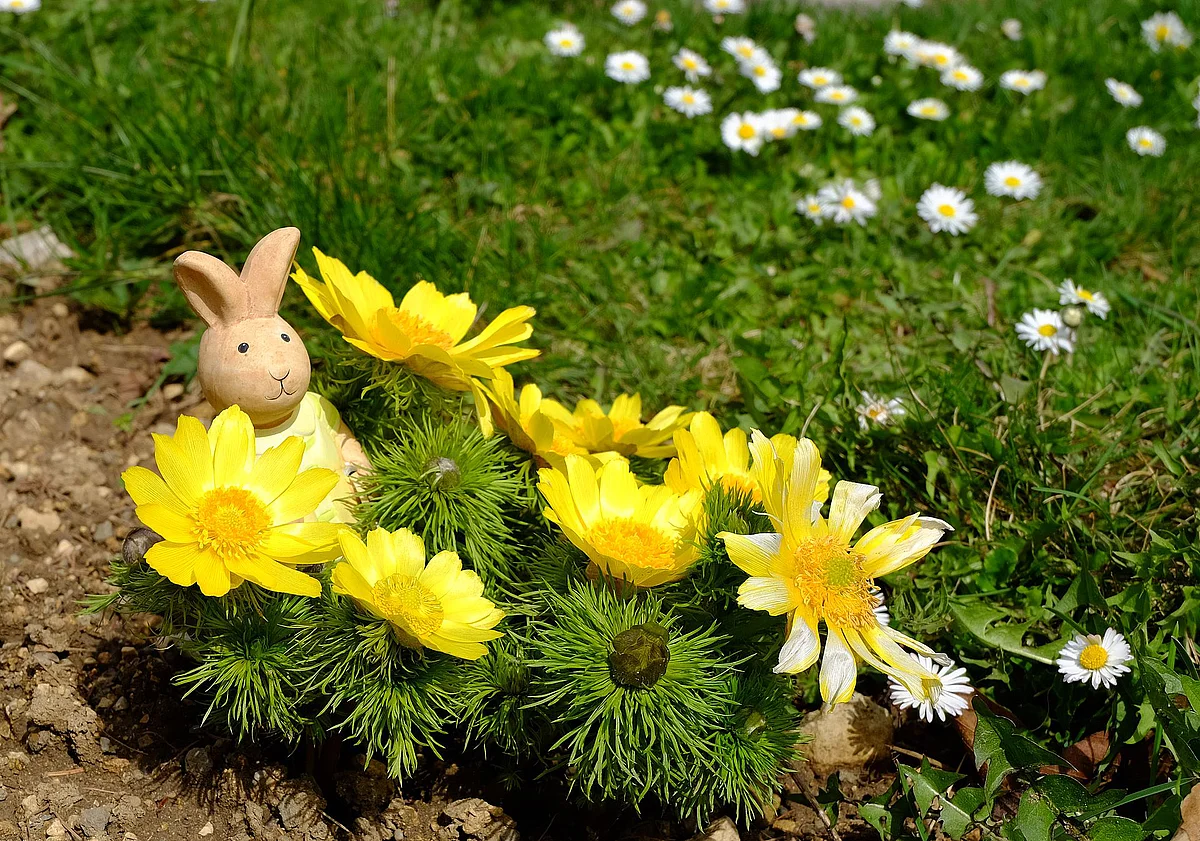 Osterhäschen im Frühlingsadonisröschen 