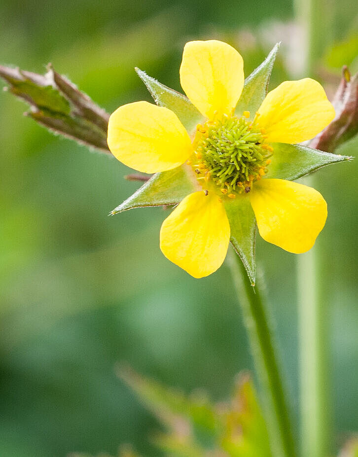 Nelkenwurz (Geum urbanum)