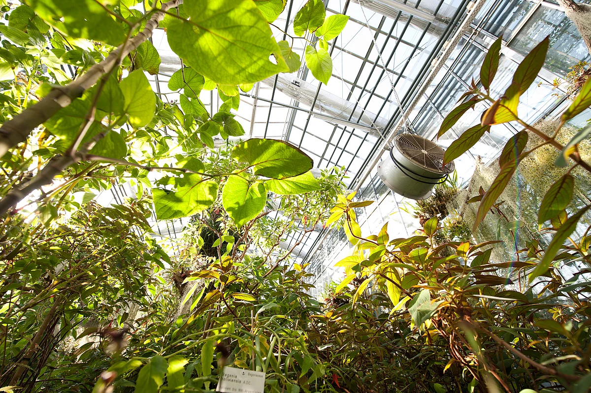 Gewächshaus im Botanischen Garten