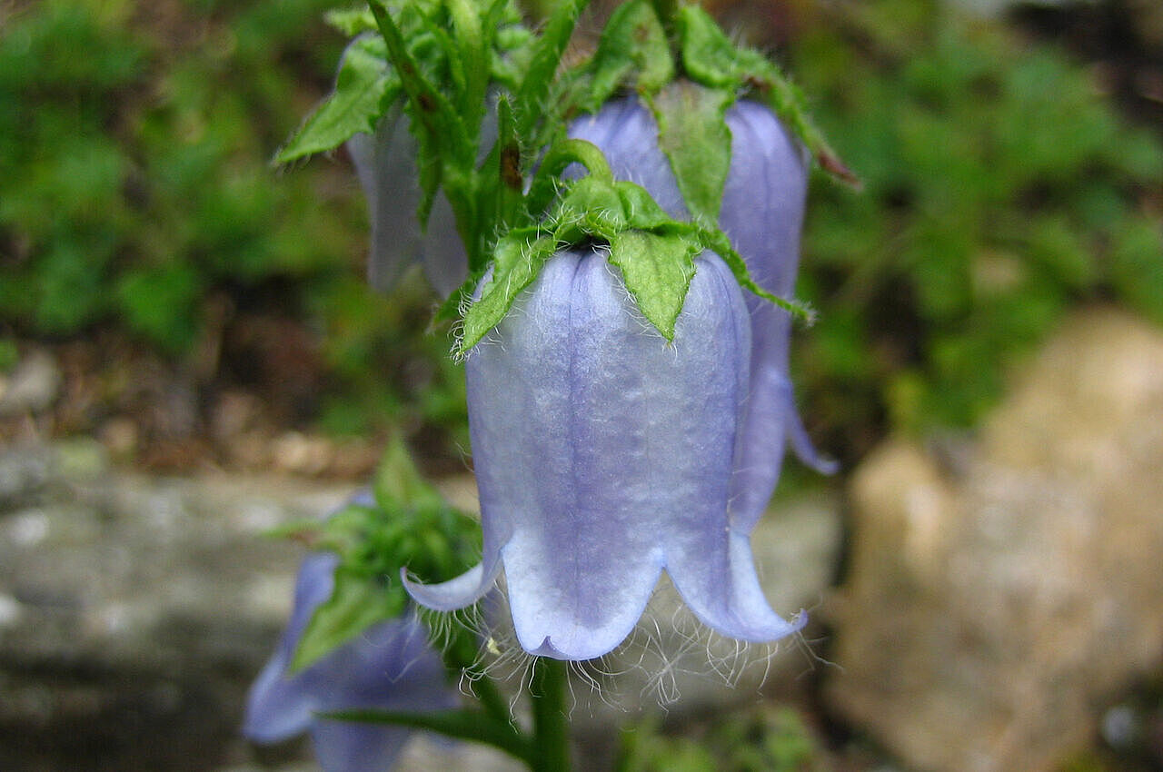 Glockenblume: Bärtige Glockenblume (Campanula barbata)