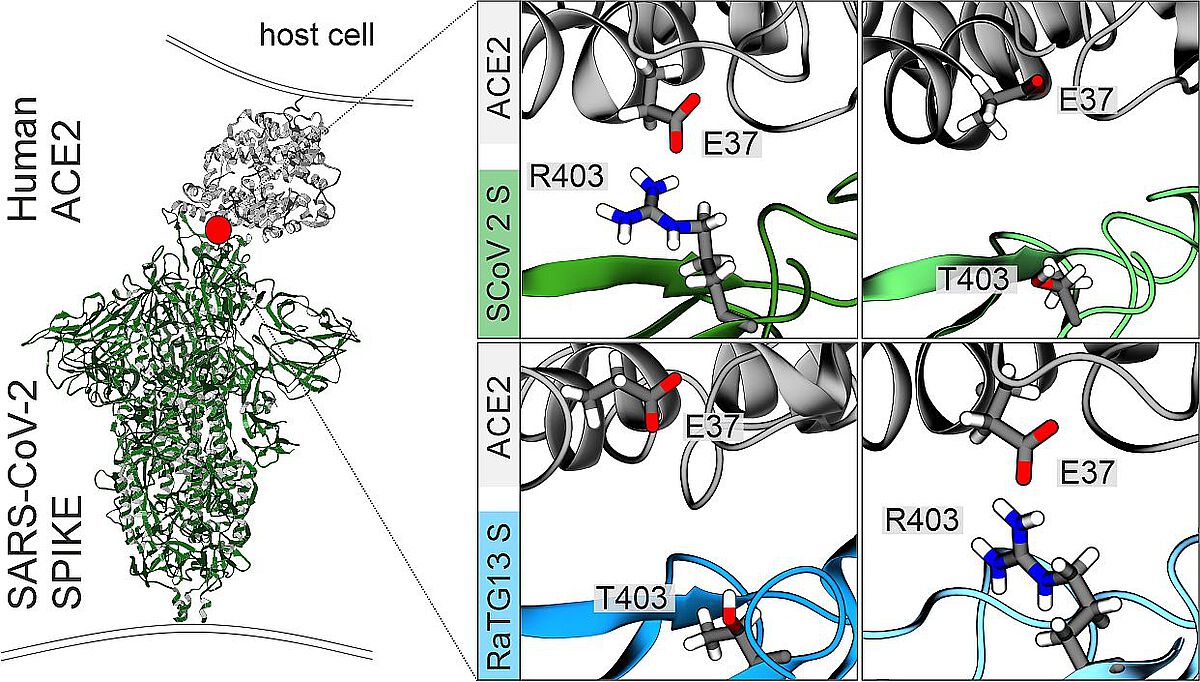 Computermodellierung Interaktion Spike-Protein mit ACE2-Rezeptor