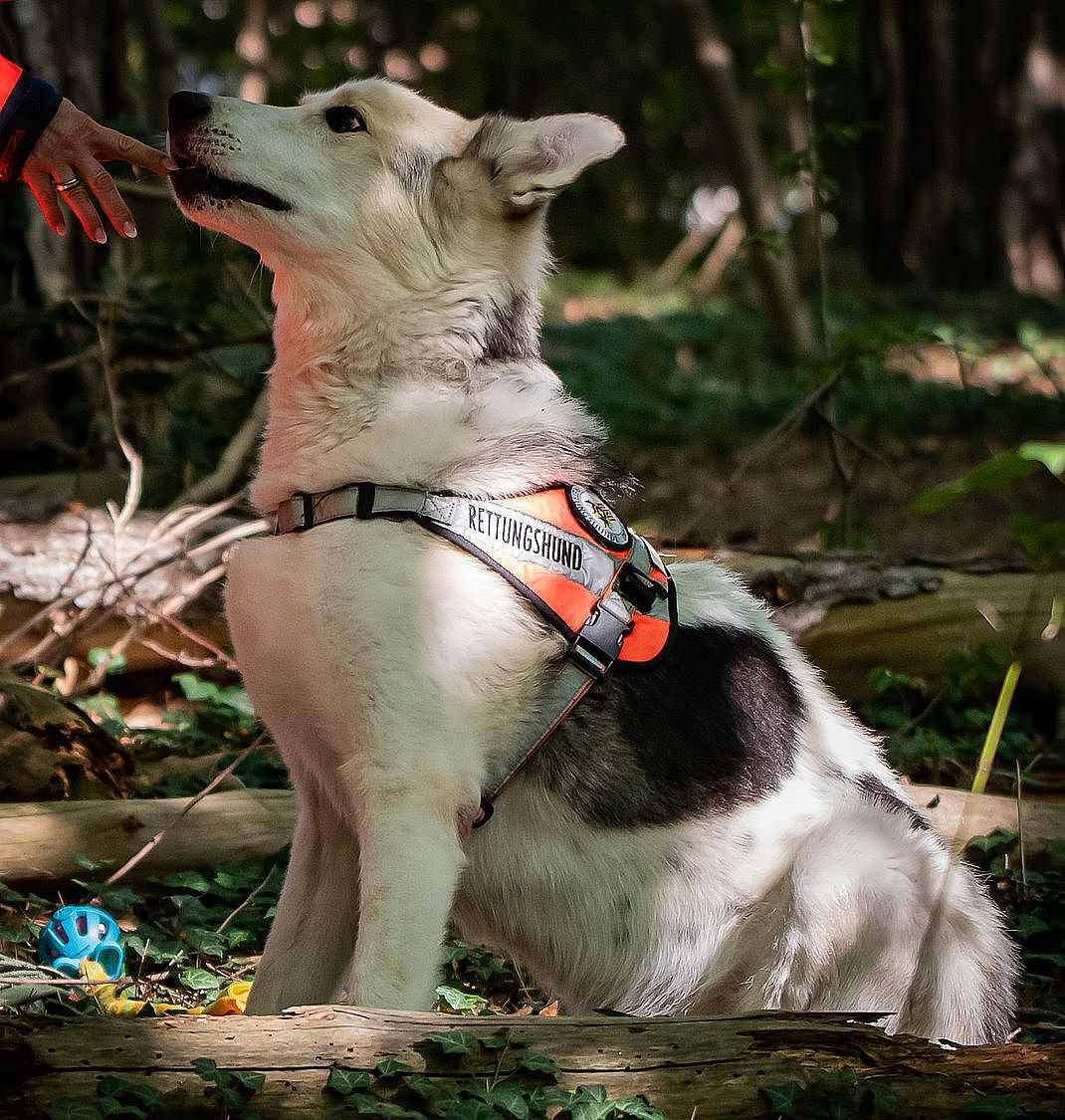 Rettungshund Nanuk Rettungshund Nanuk