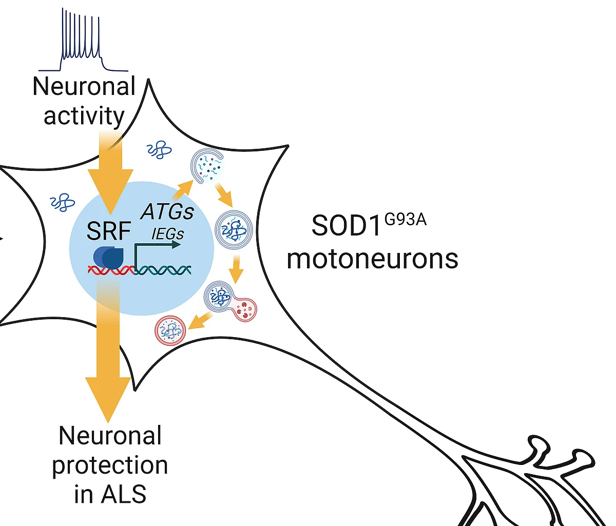 Graphical Abstract 