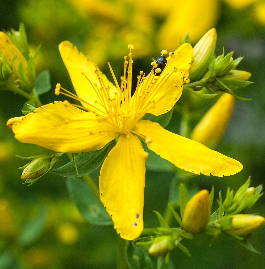 Tüpfel-Johanniskraut - Hypericum perforatum