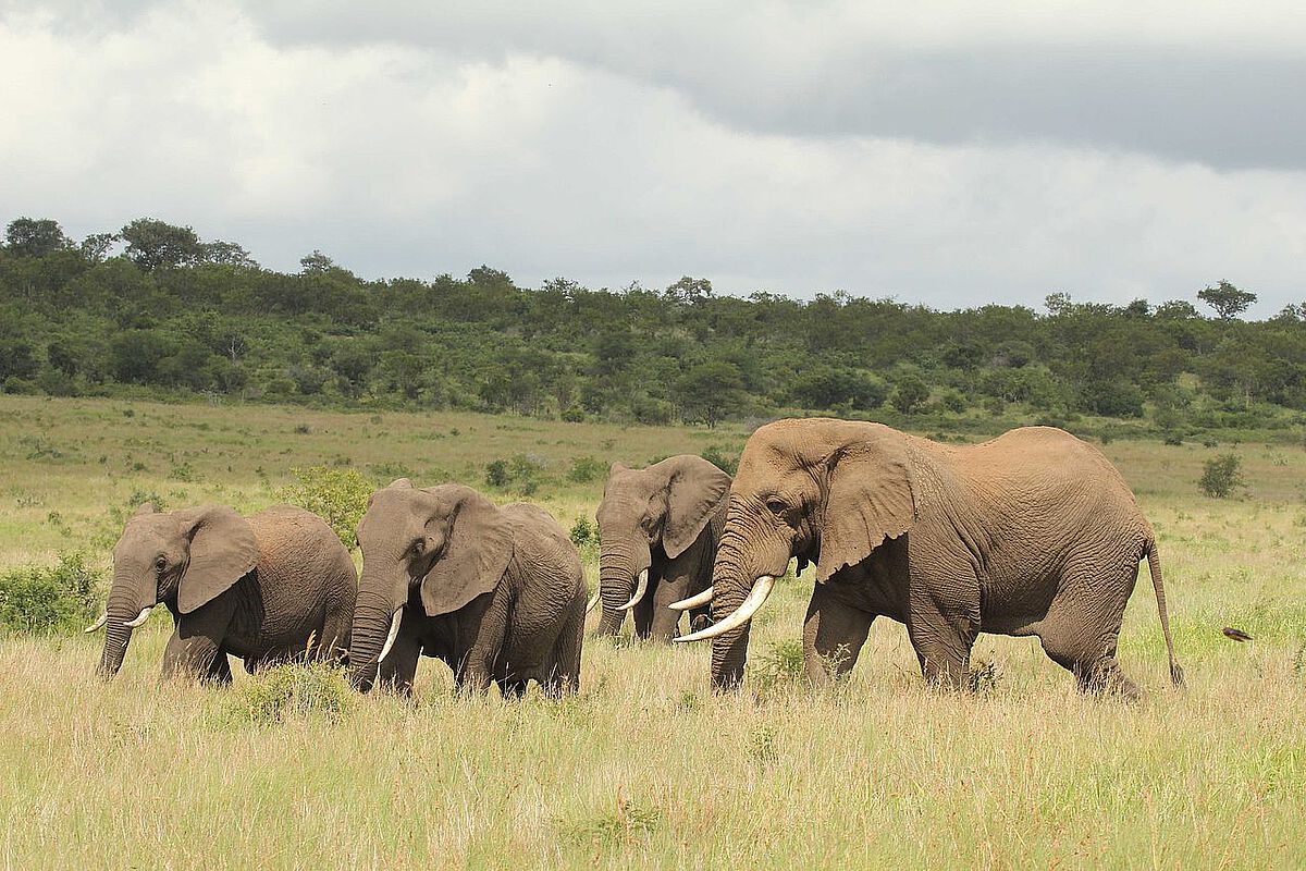 Elefanten im Reservat
