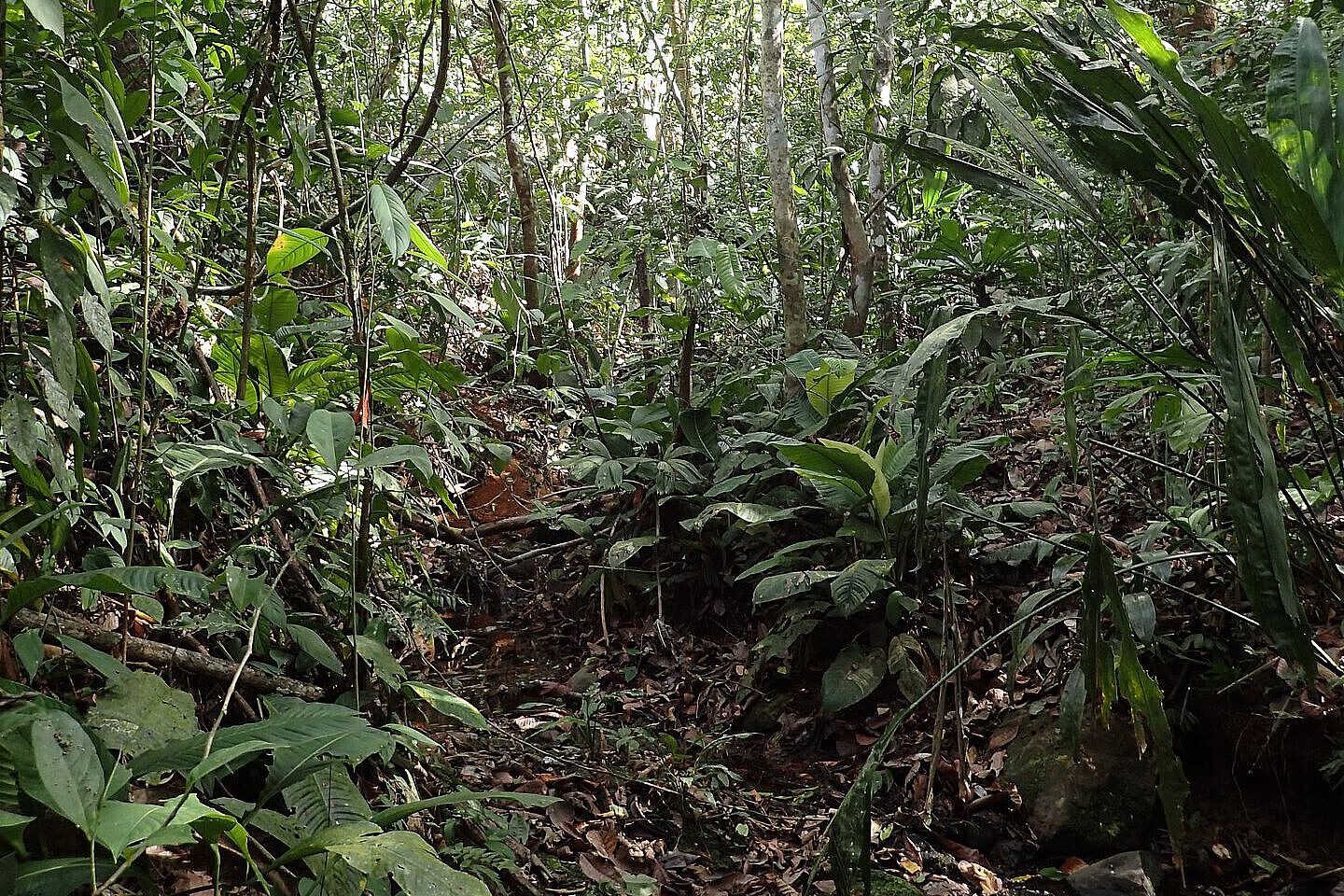 Einblick in den Regenwald