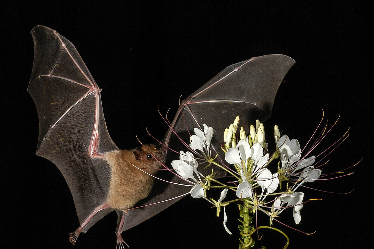 Fledermausblütigkeit (häufig in den Tropen): nächtlicher Besuch einer Mexikanischen Fledermaus an Cleome