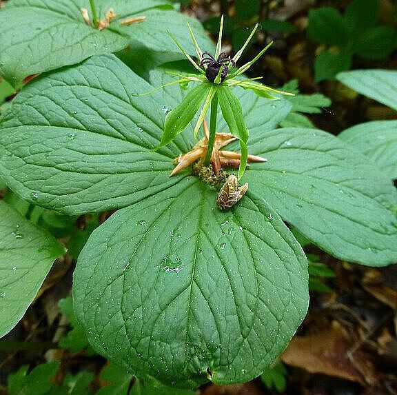 Einbeere (Paris quadrifolia)