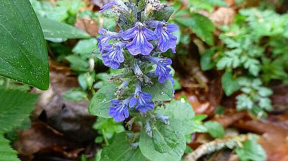 Kriechender Günsel (Ajuga reptans)