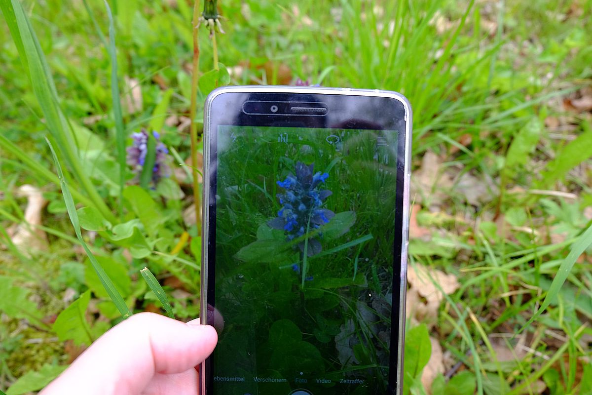 Mobile phone in photo mode taking a picture of a plant
