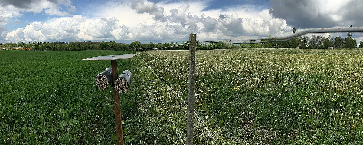 Bienenhotel zwischen Ackerland und Wiese 