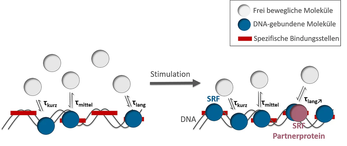 Schaubild, das zeigt, dass sich nach der Stimulation sowohl die Interaktionsdauer zwischen dem Transkriptionsfaktor und der DNA sowie die Anzahl der SRF-Moleküle vergrößert, die mit spezifischen DNA-Bindungsstellen interagieren 