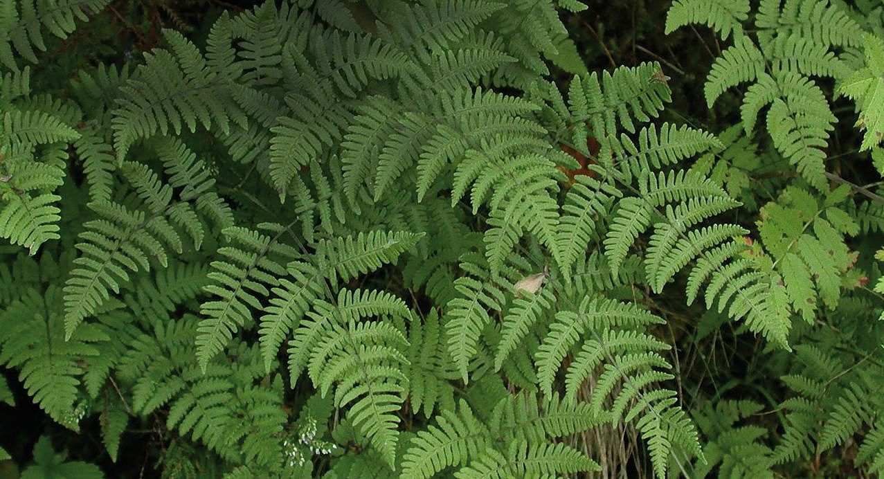 Gymnocarpium robertianum Gymnocarpium robertianum