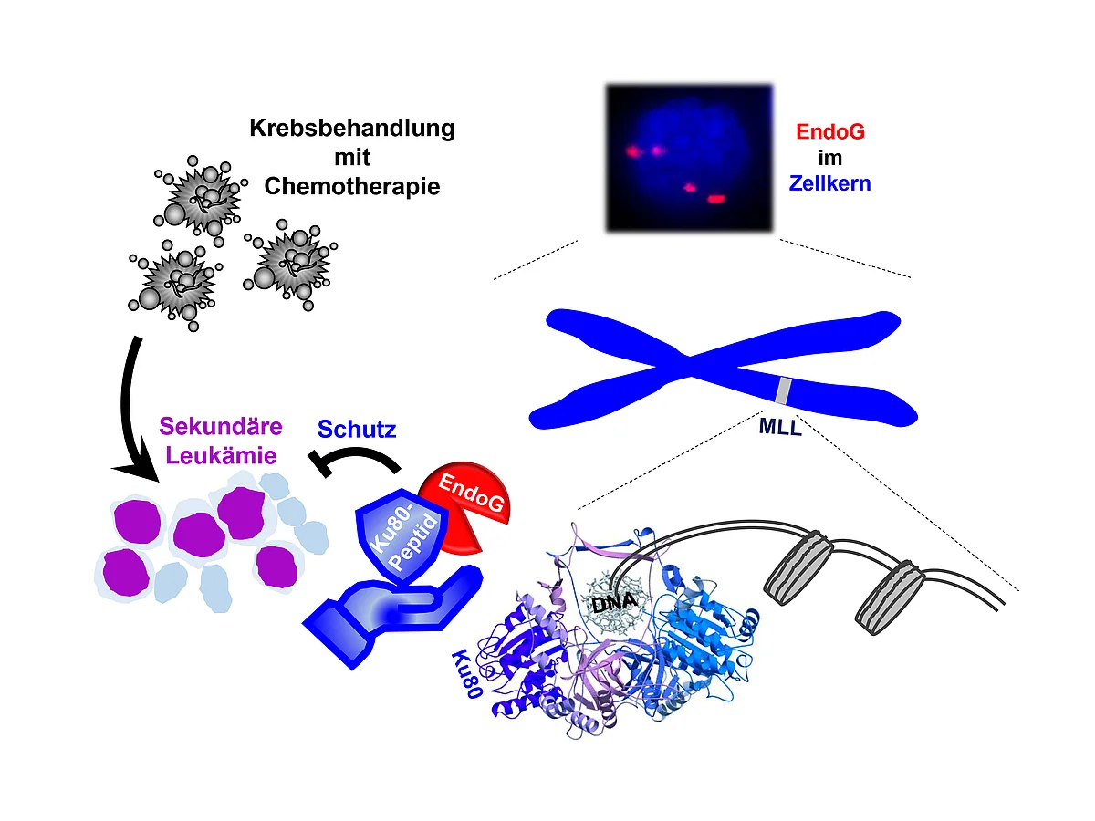 Graphical abstract zur Studie zu einem Schutzmechanismus gegen DNA-Schäden 