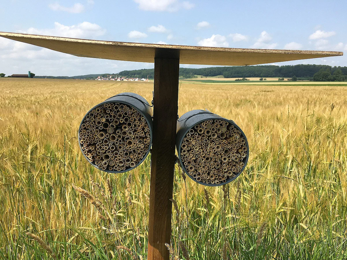 Wildbienennest vor einem Getreidefeld