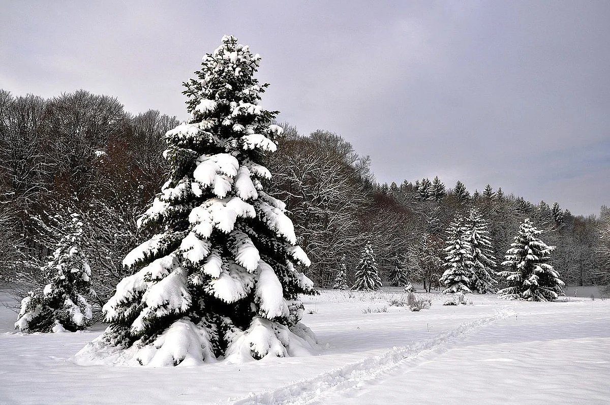 Botanischer Garten im Winter