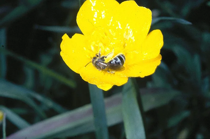 The social life of the furrowed bee is characterised by reproductive division of labour (poto: Prof. Manfred Ayasse)