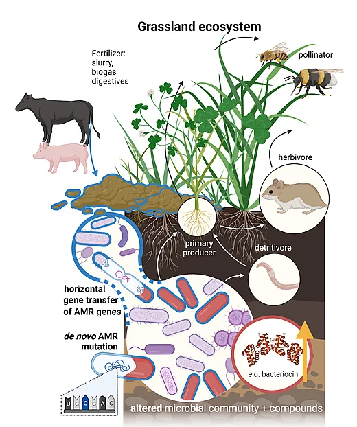 Das Schaubild illustriert mikrobiologische Wechselwirkungen im Ökosystem Grünland