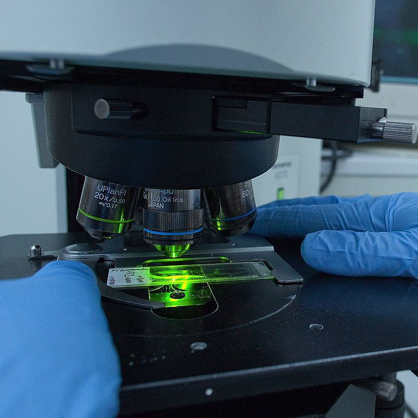 Zwei behandschuhte Hände einer Person platzieren einen Objektträger unter einem Objektiv eines Mikroskops. Im Hintergrund ein PC-Monitor mit dem so entstehenden Bild einer Zelle. - Symbolbild für Core Facilities