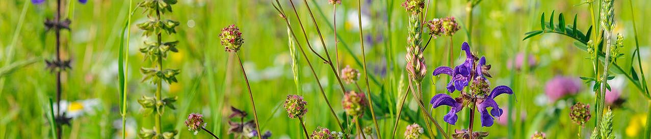 Bunt blühende Blumenwiese Wiesensalbei, Wiesenknopf und Gräsern.