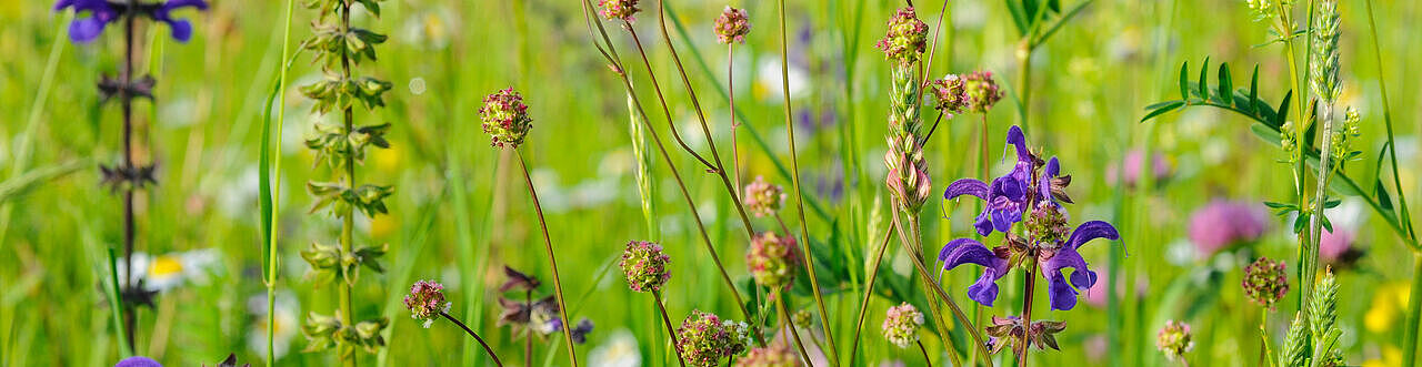 Bunt blühende Blumenwiese Wiesensalbei, Wiesenknopf und Gräsern.