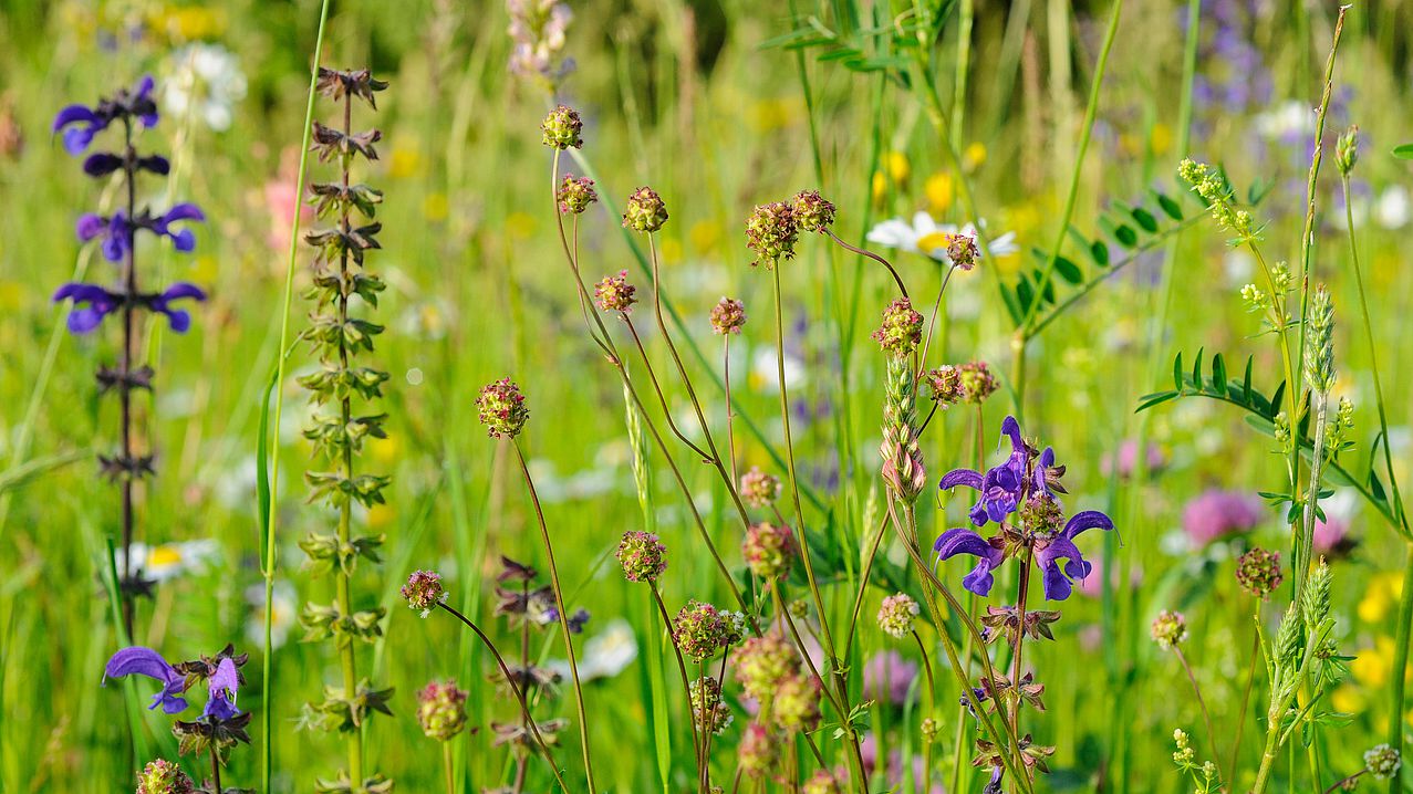 Bunt blühende Blumenwiese Wiesensalbei, Wiesenknopf und Gräsern.
