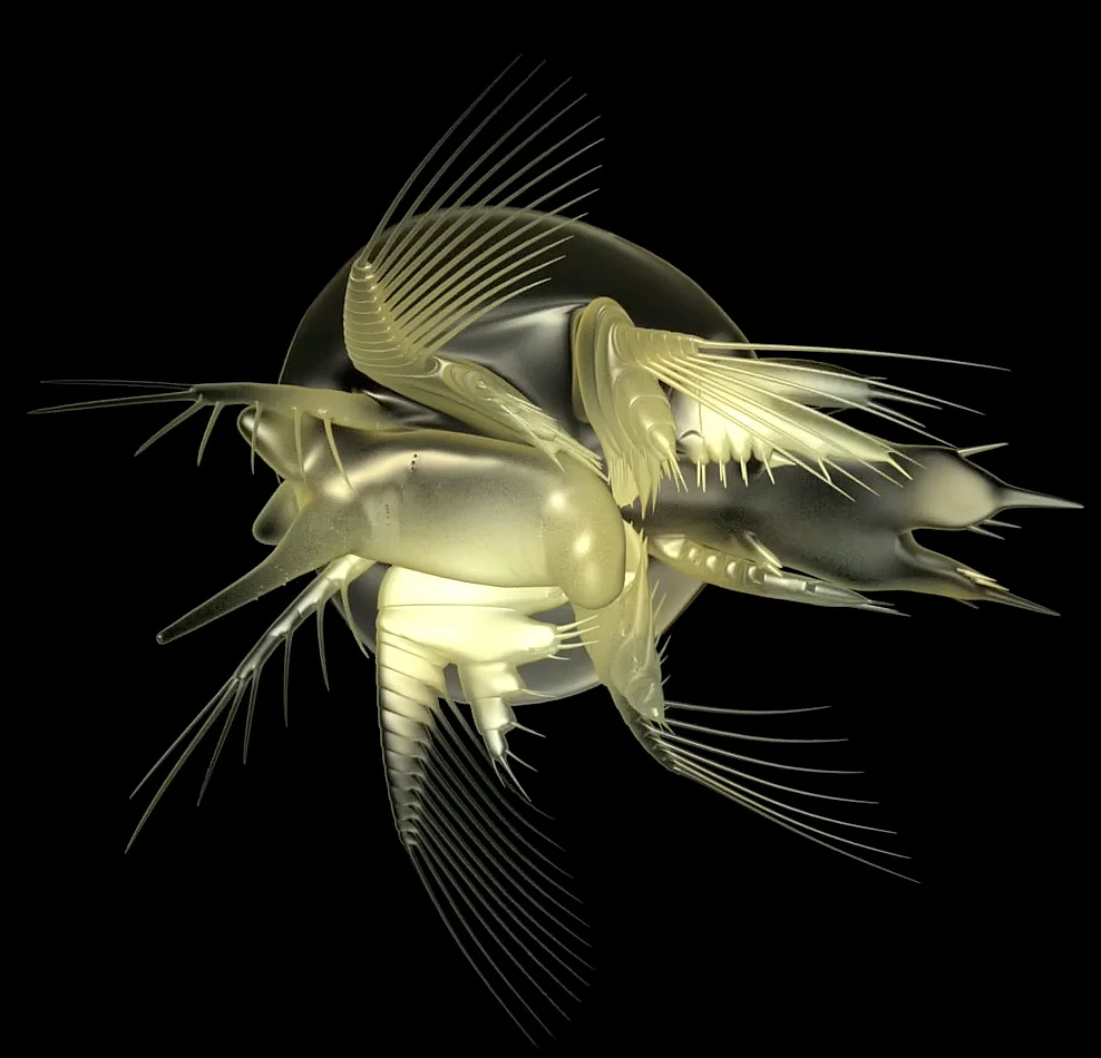 So haben die Larven der Krebsart Wujicaris muelleri vor etwa 525 Millionen Jahren ausgesehen. 
