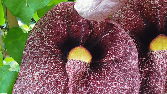 Weiß-rot marmorierte Blüte der Pfeifenblume im Lehrgewächshaus. 