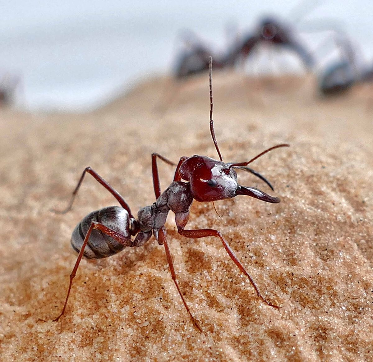 Saharan silver ant (Cataglyphis bombycina) workers at the nest entrance. (Photo: Harald Wolf)