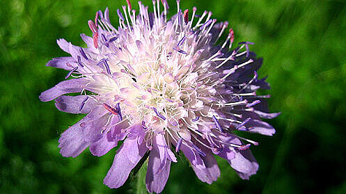 Witwenblume