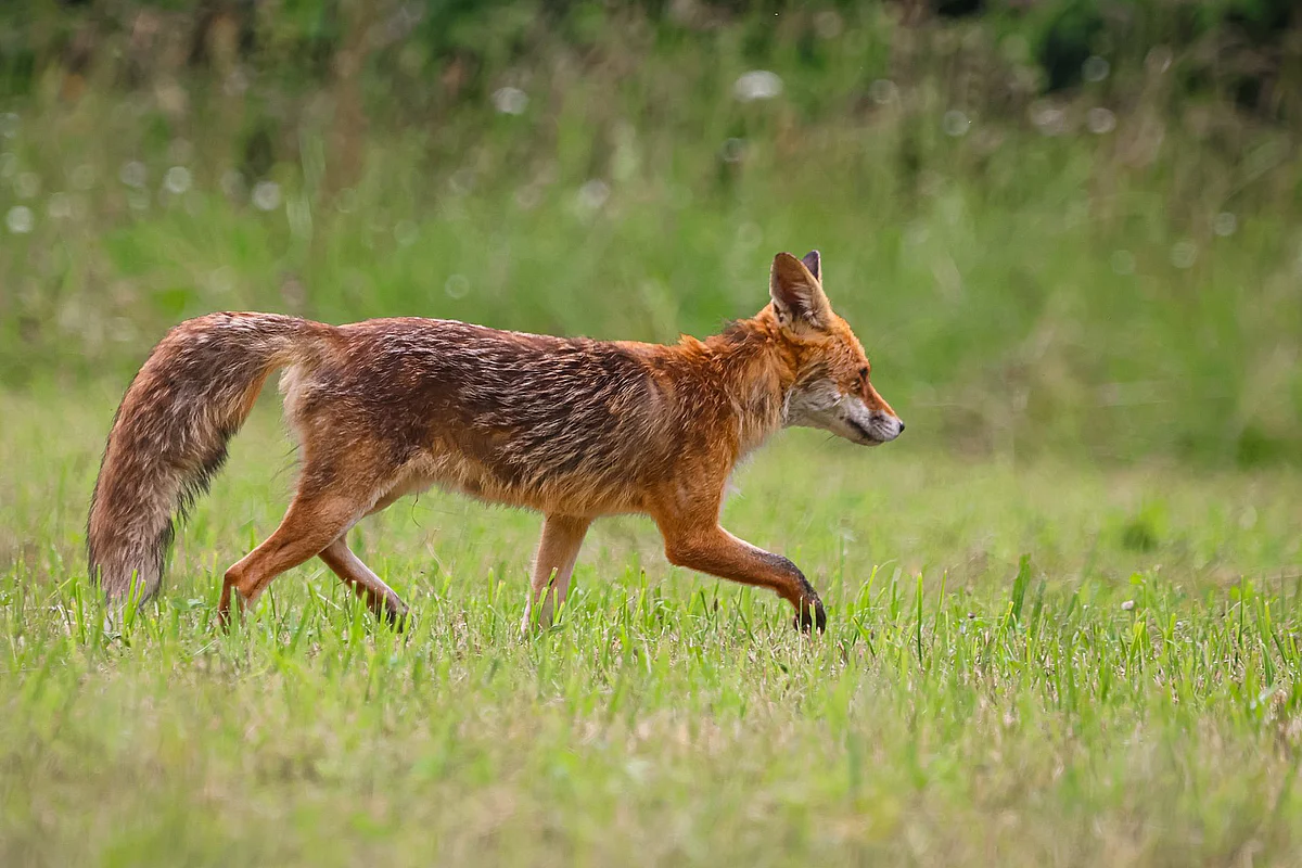 Ein Fuchs läuft von links nach rechts über eine Wiese