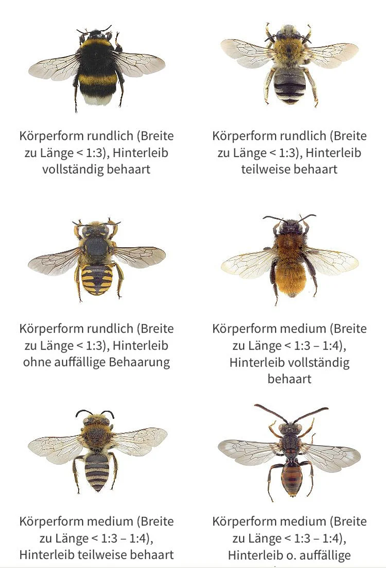 verschiedene Wildbienenarten können mittels App bestimmt werden